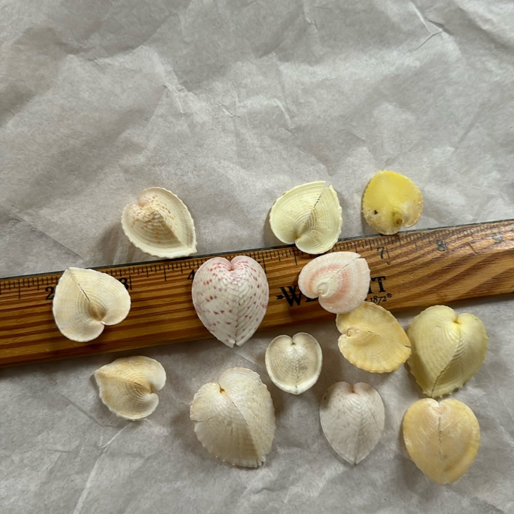 Heart cockles circulum cardissa shells 12 pcs